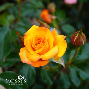 'Redova' Lightly Fragrant Climbing Rose (60cm)