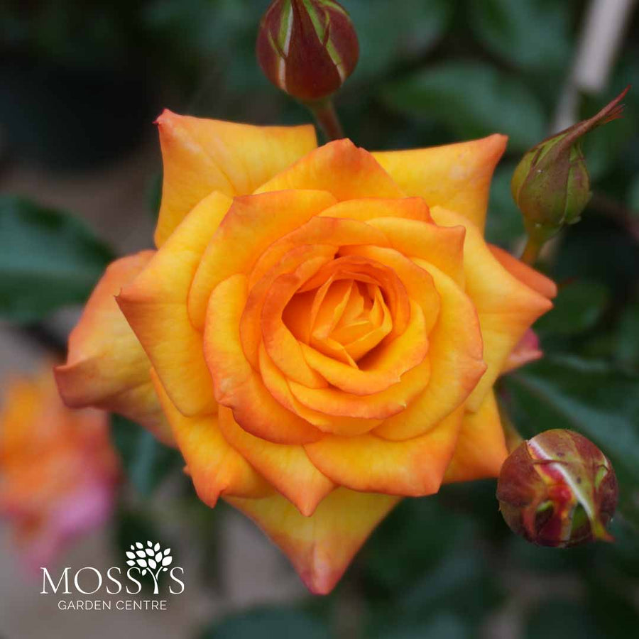 'Redova' Lightly Fragrant Climbing Rose (60cm)