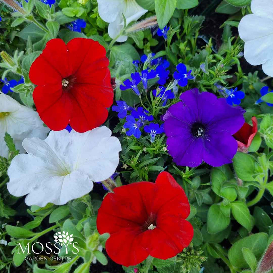 'Red, White & Blue' Mixed Basket 6 Pack