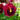 Rose Splash Pansy | 6 Pack