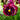 Rose Splash Pansy | 6 Pack