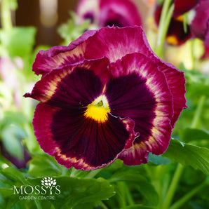 Rose Surprise Pansy | 6 Pack