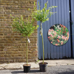 Salix Integra Hakuro Nishiki 'Flamingo Tree'