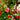Salvia Microphylla 'Hot Lips' 1.5L (40cm)