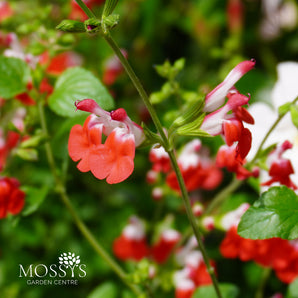 Salvia Microphylla 'Hot Lips' 1.5L (40cm)
