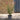 Salvia Microphylla 'Hot Lips' 1.5L (40cm)