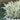Santolina Chamaecyparissus 'Cotton Lavender' (1L)
