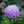 Load image into Gallery viewer, Scabiosa &#39;Pincushions&#39; (15cm)
