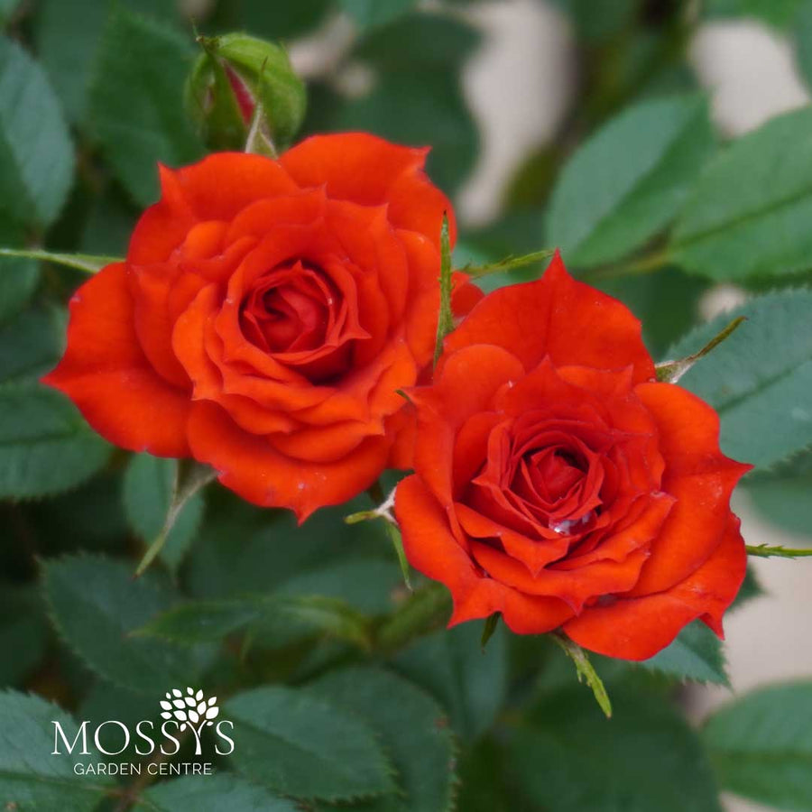 'Scarlet Patio' Red Patio Rose (20cm)