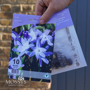 Scilla Siberica | 10 Bulb Pack