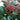 Red Skimmia Japonica (30cm)