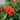 Skimmia Japonica 'Pabella' berries