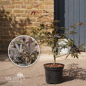 Japanese maple ace sumi-nagashi 3l