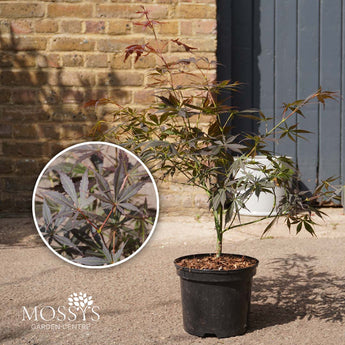 Japanese maple ace sumi-nagashi 3l
