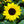 Load image into Gallery viewer, Sunflower &#39;F1 Sunsation Yellow&#39; (40cm)
