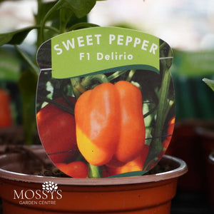 Sweet Pepper 'F1 Delirio' (9cm Pot)