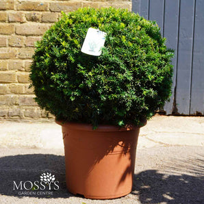 Taxus x Media 'Farmen' (60cm)
