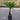 Eagle Palms 'Trachycarpus Fortunei' (70cm)