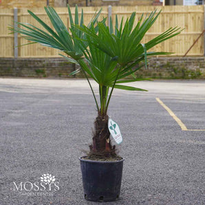 Eagle Palms 'Trachycarpus Fortunei' (70cm)