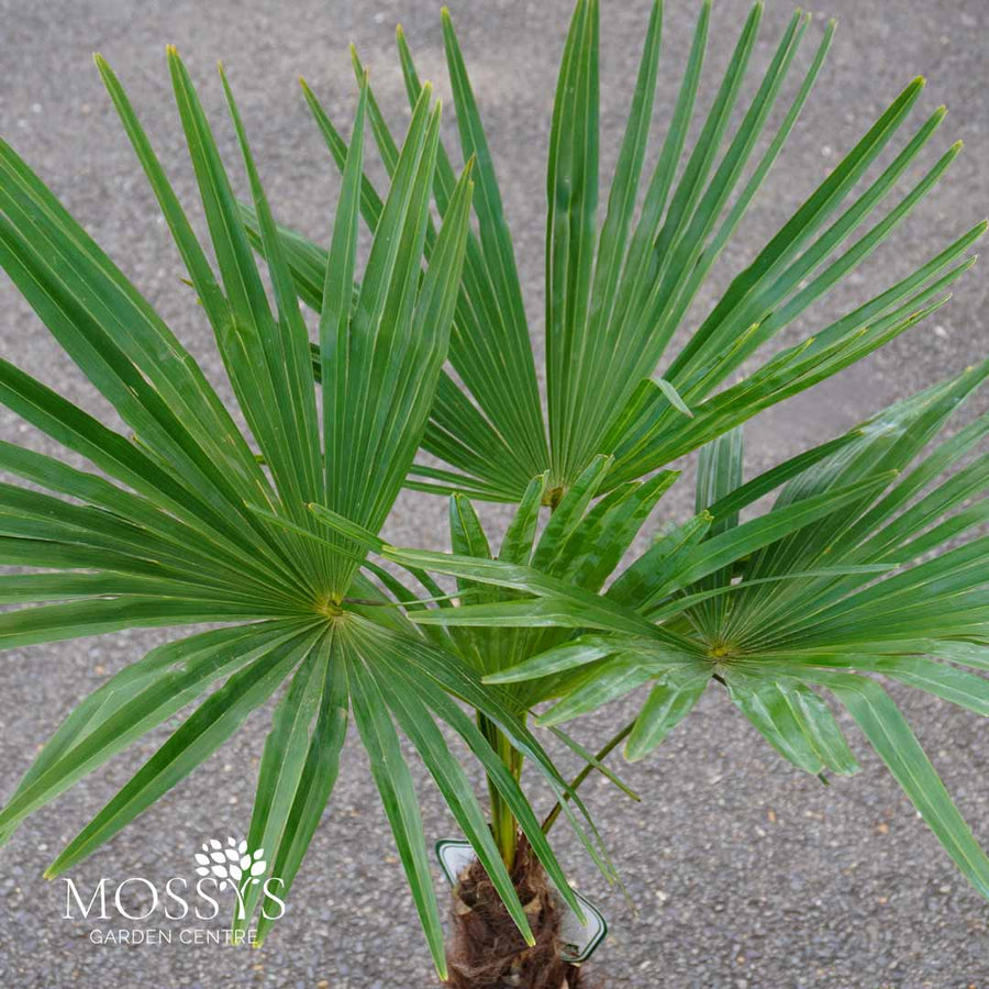 Eagle Palms 'Trachycarpus Fortunei' (70cm)