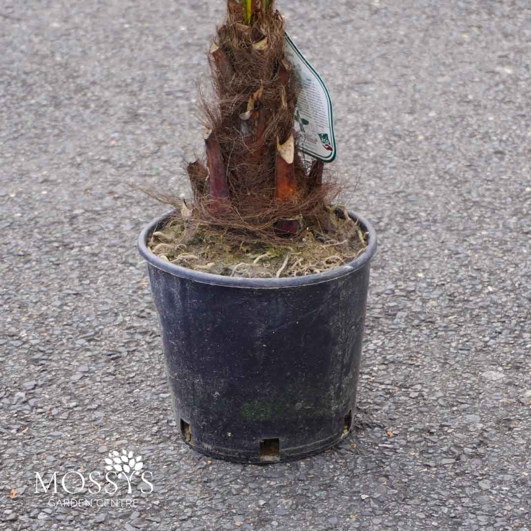 eagle palm plant Eagle Palms 'Trachycarpus Fortunei' (70cm) – Mossys Garden Centre