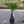 Load image into Gallery viewer, Eagle Palms &#39;Trachycarpus Fortunei&#39; (70cm)
