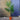 Palm Tree 'Trachycarpus Fortunei' (140cm)