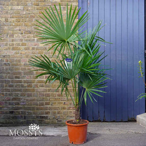 Palm Tree 'Trachycarpus Fortunei' (140cm)