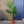 Load image into Gallery viewer, Palm Tree &#39;Trachycarpus Fortunei&#39; (140cm)
