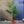 Load image into Gallery viewer, Palm Tree &#39;Trachycarpus Fortunei&#39; (140cm)
