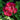 burgundy flowering trailing geranium