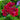 burgundy flowering trailing geranium