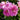 Premium Trailing Geraniums 6 Pack 'Double Pink' (JUMBO PACK)
