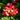 trailing red and white geramnium