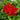 red trailing geraniums flower