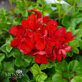 red trailing geraniums flower