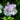 White trailing geranium