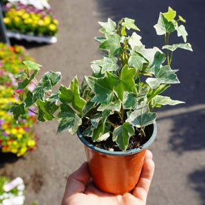 Trailing Ivy (19cm)
