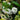 white hebe flowers
