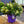 Load image into Gallery viewer, Hebe Instant Planter 4 Plant Pot (25cm)
