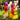 Tulip Triumph Mix 5 Pack