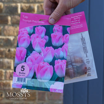 Tulip 'Triumph' | 5 Bulb Pack