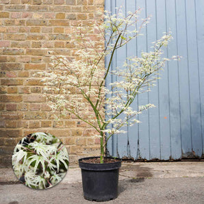 Japanese Maple 'Ukigumo' Acer 7.5L (80-90cm Inc Pot)