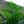 Load image into Gallery viewer, Areca Palm &#39;Dypsis Lutescens&#39; (120cm)
