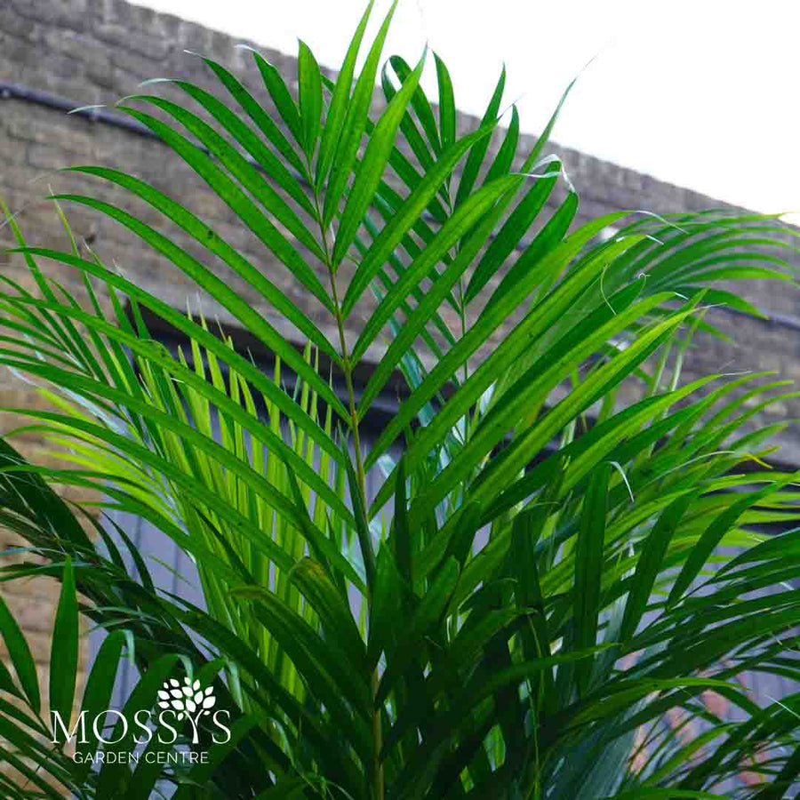 Areca Palm 'Dypsis Lutescens' (120cm)