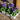 Blue Viola | 6 Pack