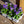 Load image into Gallery viewer, Blue Viola 6 Pack | Bright Blue Violas
