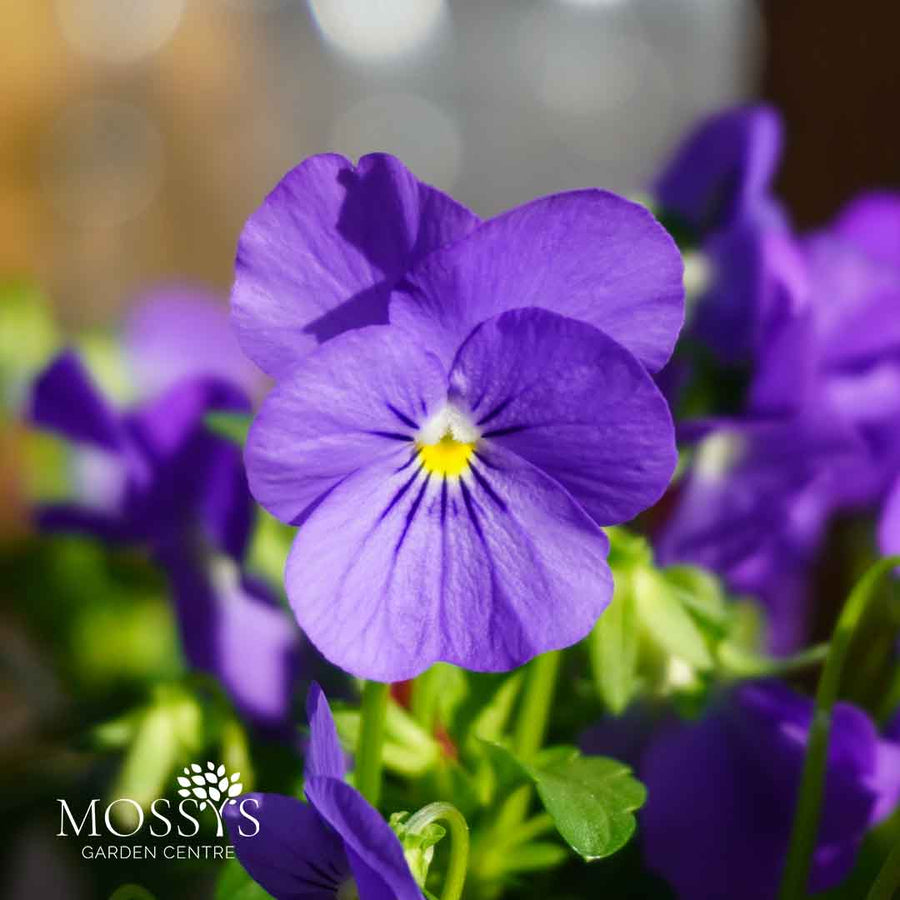 Blue Viola 6 Pack | Bright Blue Violas