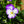 Load image into Gallery viewer, Purple Picotee Viola 6 Pack | Purple Flowers

