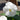 White Pansy | 6 Pack